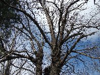 nte Cagliato-20110220 026